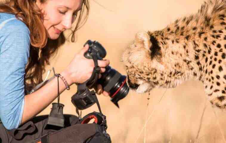 美女摄影师近距离拍摄猎豹 亲密互动