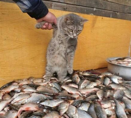 你们放开我！  我要和我的鱼在一起