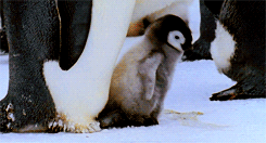 学会了走路的小家伙兴奋的举起了双翼：南极，我来啦！！！
