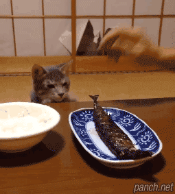 秋刀鱼的滋味 猫和你都想了解