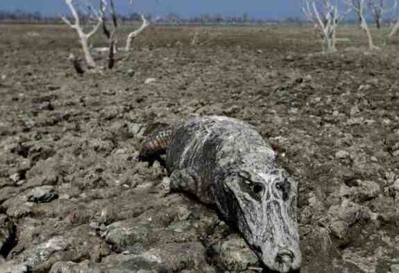 巴拉圭河流历经19年终干涸 成群鳄鱼成干尸