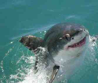 会笑的小鲨鱼