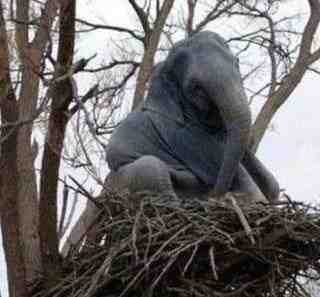 大象都可以上树了