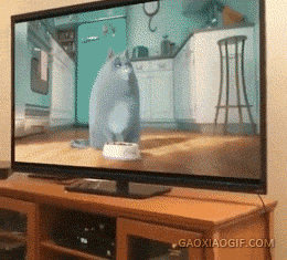 让猫看电视 学坏就是1秒钟的事情！