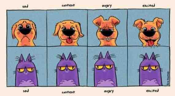 狗狗和猫咪的表情对比
