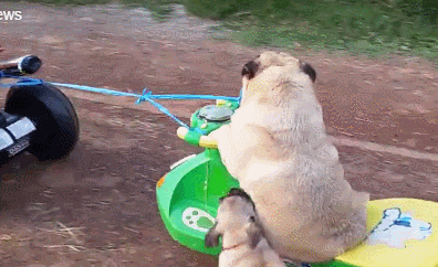 老爸快下来,也让我玩玩- 动态图片_赢家娱乐