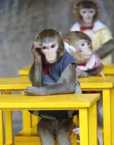 小猴在课堂上认真思考问题