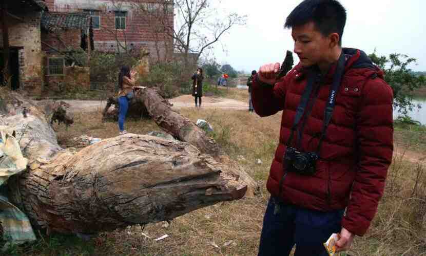 村民挖出两棵楠木树坐等升值 有人出价5万不卖