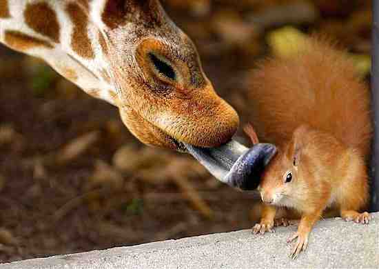 长颈鹿与松鼠的友情