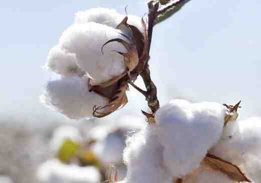 美棉带动国内棉花期货价格上涨 