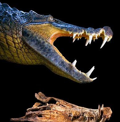 史前猪鳄凶猛吃恐龙 鼠鳄吞食猎物幼虫