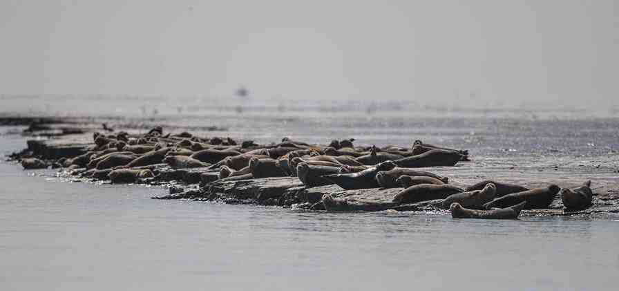 一群可爱的斑海豹成群结队地滩涂上休息   5月中旬后将逐渐离开辽东湾