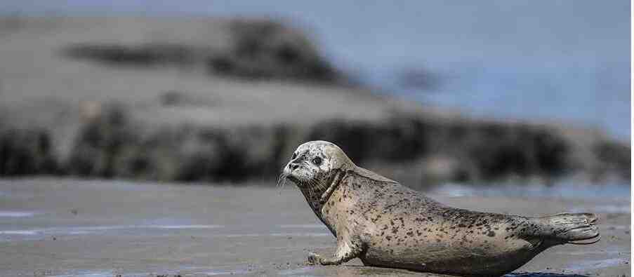 一群可爱的斑海豹成群结队地滩涂上休息   5月中旬后将逐渐离开辽东湾