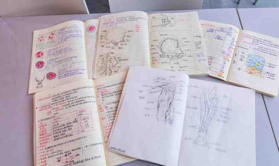 杭州解剖学大二学生手绘笔记图走红   栩栩如生