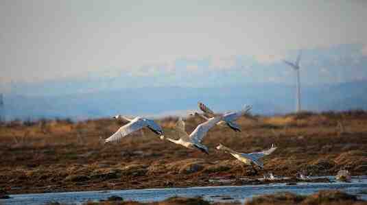 新疆阿勒泰地区哈巴河县一处湿地引一群天鹅觅食栖息