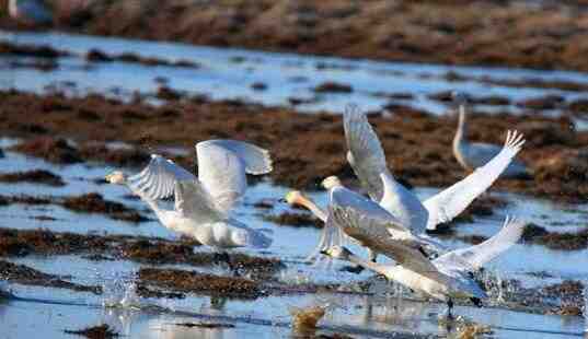 新疆阿勒泰地区哈巴河县一处湿地引一群天鹅觅食栖息