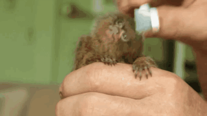 一只正在被刷毛的小猴