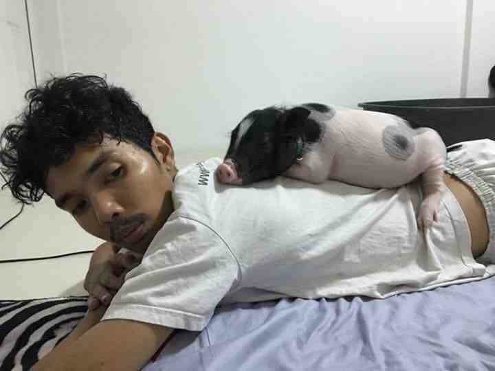 男子天天抱着母猪睡觉 比女朋友还亲密