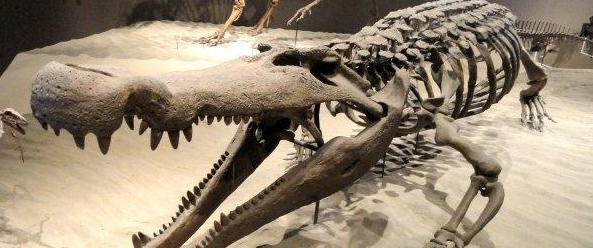巨鳄普鲁斯鳄可瞬间撕裂恐龙