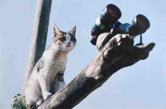 猫眼VS望远镜