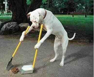 宠物界的清洁工