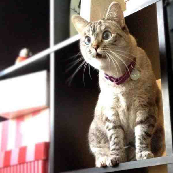 看小猫咪为你演绎动物世界的惊讶表情！