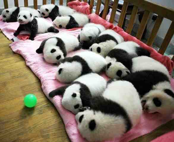 熊猫宝宝的午休时间到了