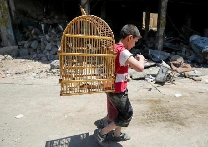 伊拉克军队进攻摩苏尔 男孩背鸟笼逃难