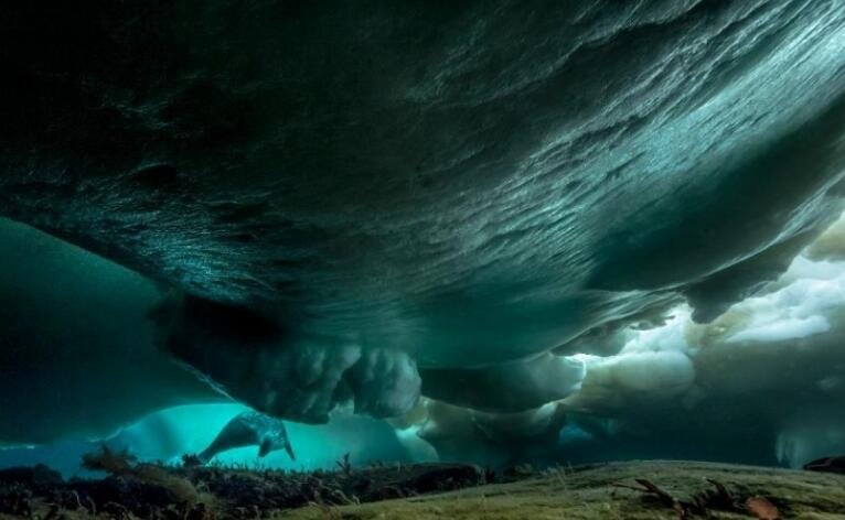 探访南极冰盖下深海世界 如梦似幻