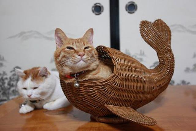 我是猫头鱼身的美猫鱼
