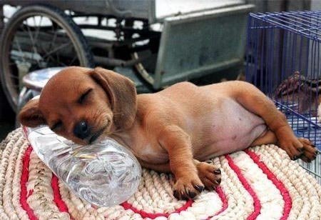 狗狗睡觉也要垫枕头