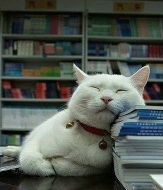 看书太累了，爬在书上睡一会