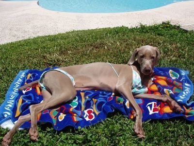 享受阳光浴的狗狗