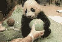 熊猫抱着圆球死不放手