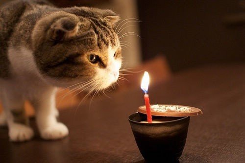 为猫咪庆祝生日