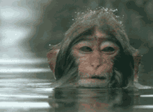 在水里洗澡的猴子.gif