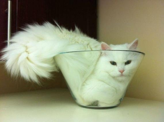 藏在玻璃杯里的白猫