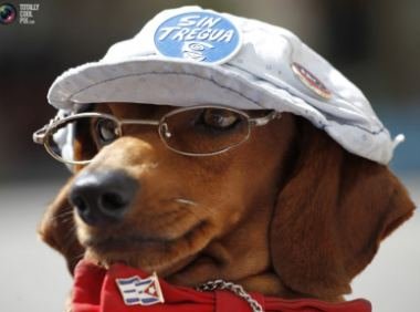 狗狗也爱戴眼镜戴帽子.jpg