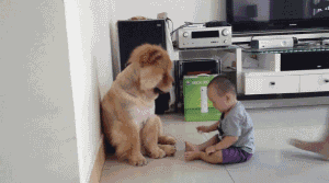 孩与狗互动玩游戏.gif