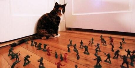 猫咪被玩具战士围攻，躲在墙角不敢动.jpg