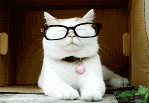 戴着眼镜的白猫
