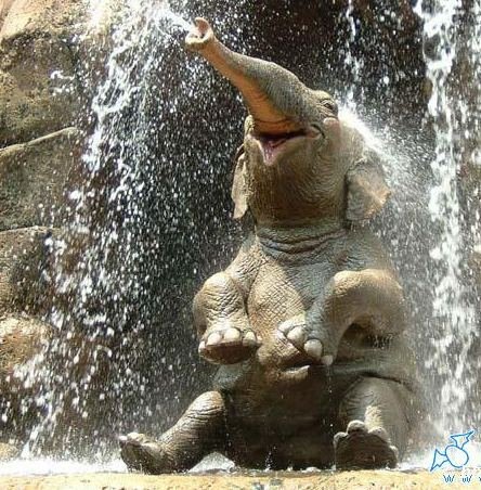 在瀑布下冲水的大象.jpg