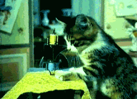 猫猫也能做裁缝.gif