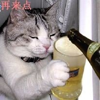 小猫也要喝啤酒.jpg