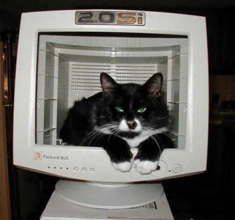 我是一只电脑猫.jpg