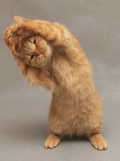 猫猫做伸展运动.gif