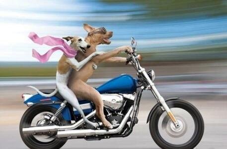 情侣狗狗骑摩托车兜风.jpg