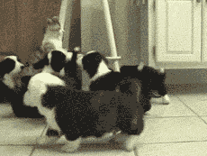 一群小狗围攻猫咪