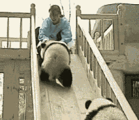 熊猫玩滑梯，一身肥猪不怕摔