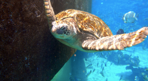 水下的奇妙之旅 臻迪PowerRay小海鰩現(xiàn)場(chǎng)體驗(yàn)1082